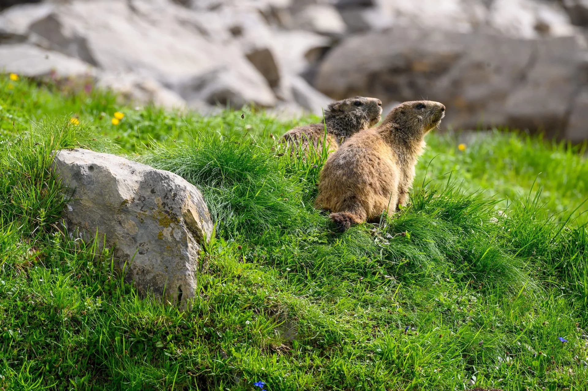 Two Alpine marmots sitting alertly in bright green grass near rocks in the Bernese Oberland.