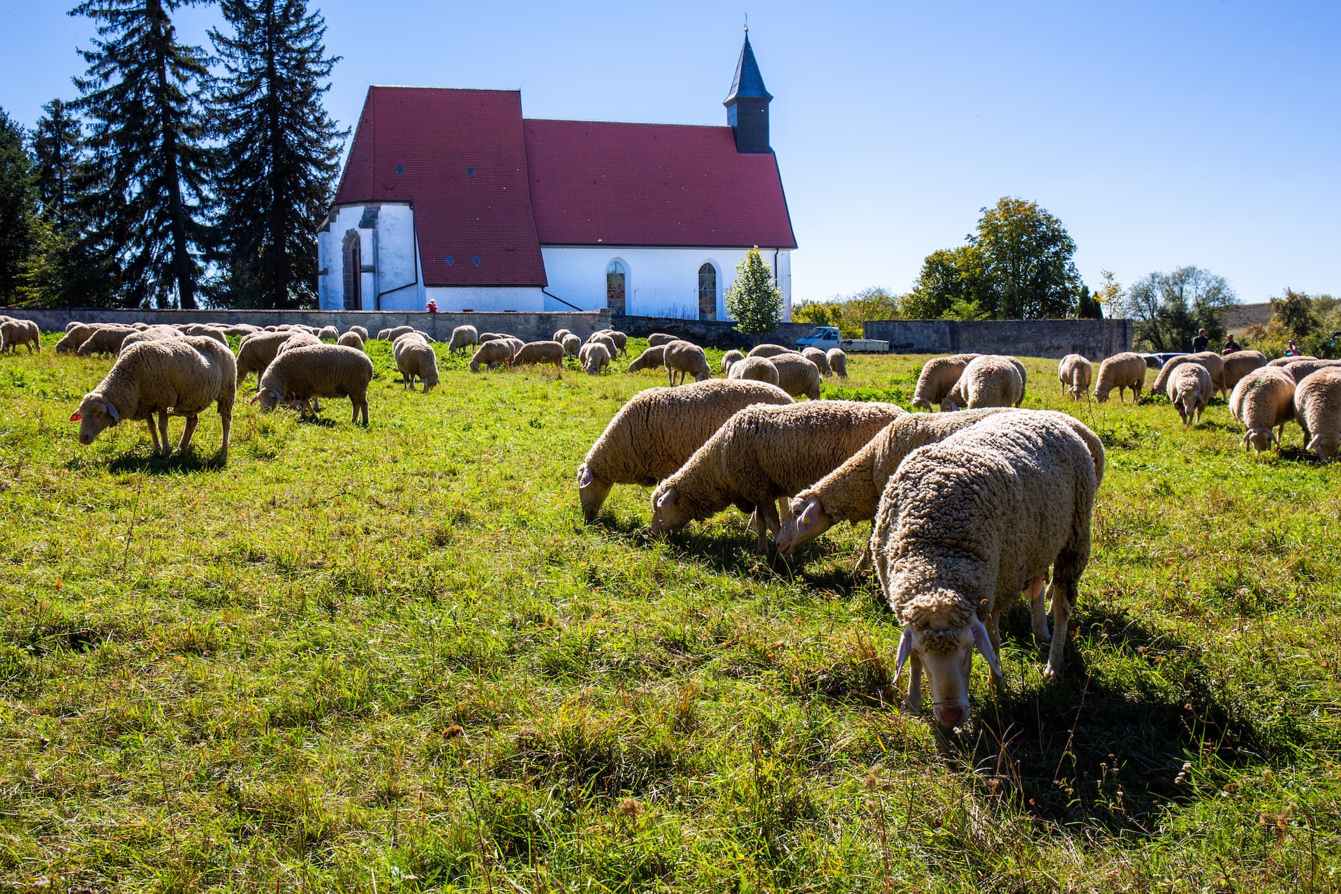 Sheep grazing in a green field in front of a white church with a red roof in Münsingen.