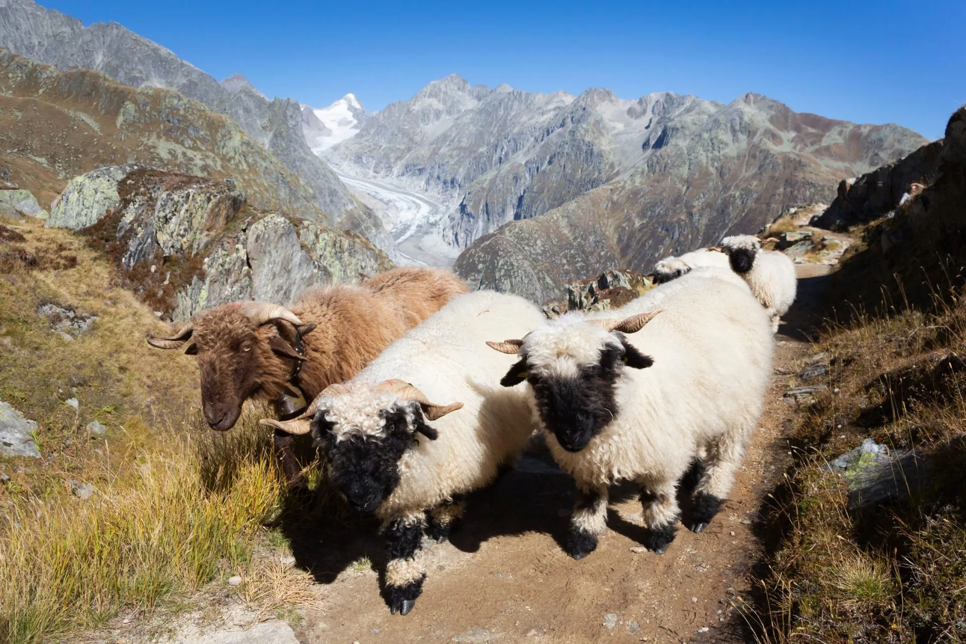 Rebaño de ovejas negras del Valais y el glaciar Fiescher
